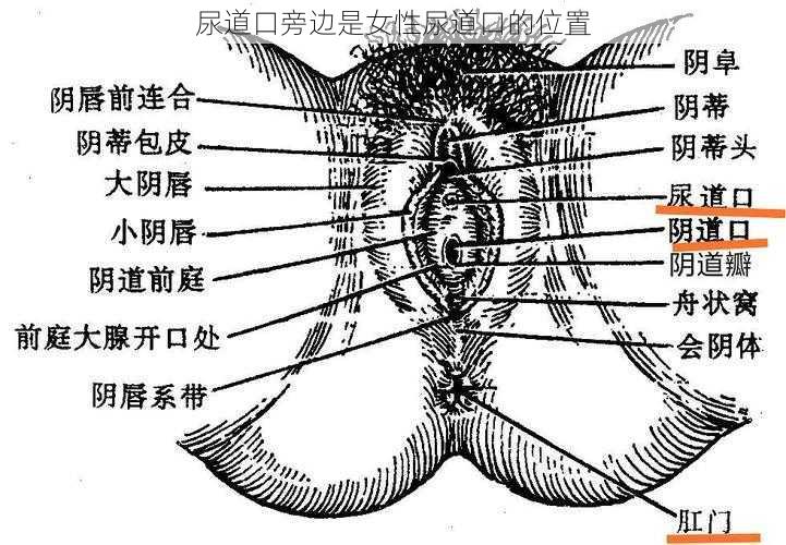 尿道口旁边是女性尿道口的位置