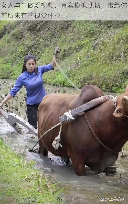 女人与牛做爰视频，真实模拟现场，带给你前所未有的视觉体验