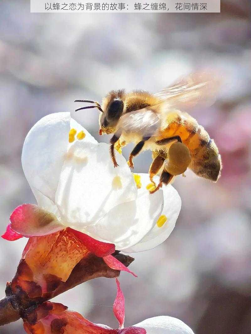 以蜂之恋为背景的故事：蜂之缠绵，花间情深