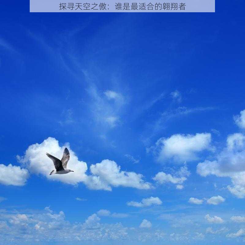 探寻天空之傲：谁是最适合的翱翔者