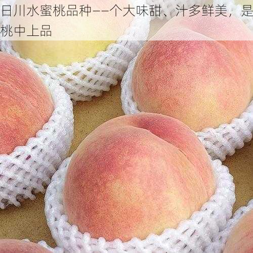 日川水蜜桃品种——个大味甜、汁多鲜美，是桃中上品