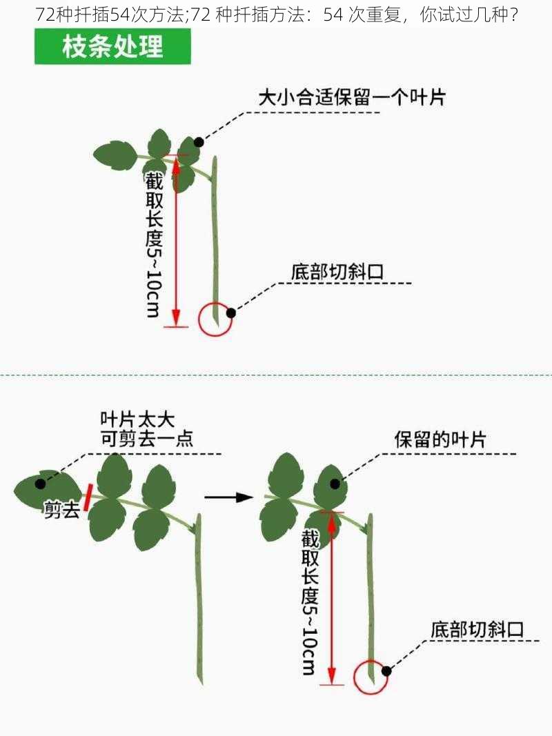 72种扦插54次方法;72 种扦插方法：54 次重复，你试过几种？