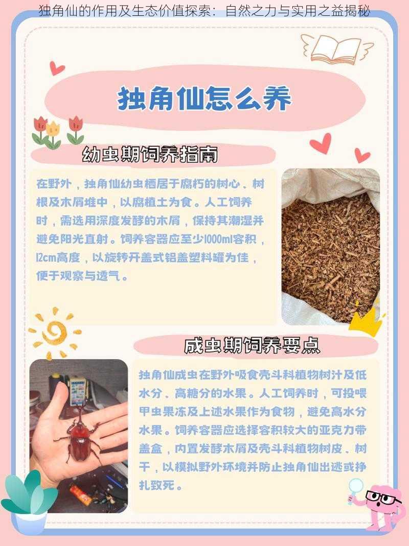 独角仙的作用及生态价值探索：自然之力与实用之益揭秘