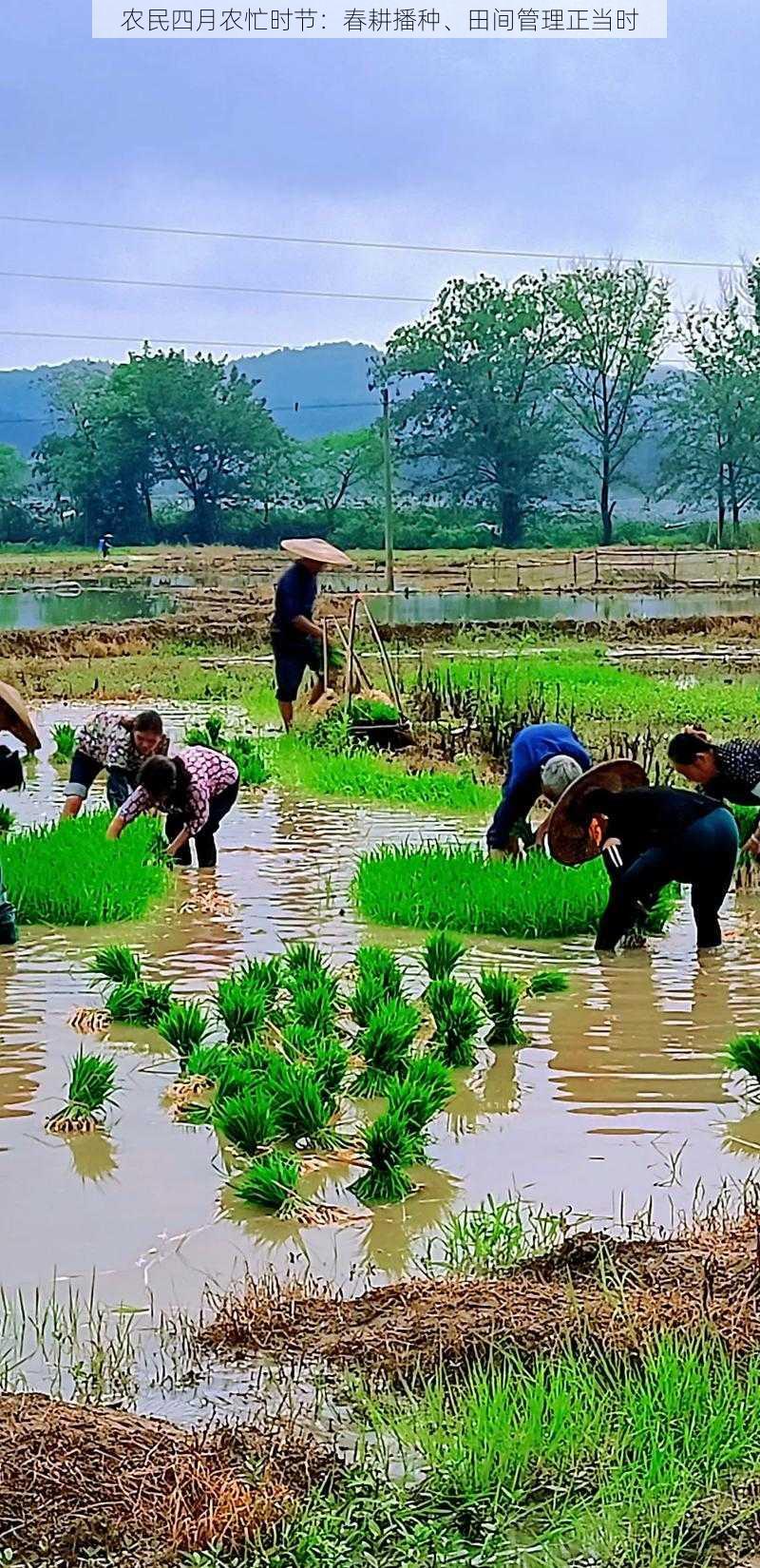 农民四月农忙时节：春耕播种、田间管理正当时