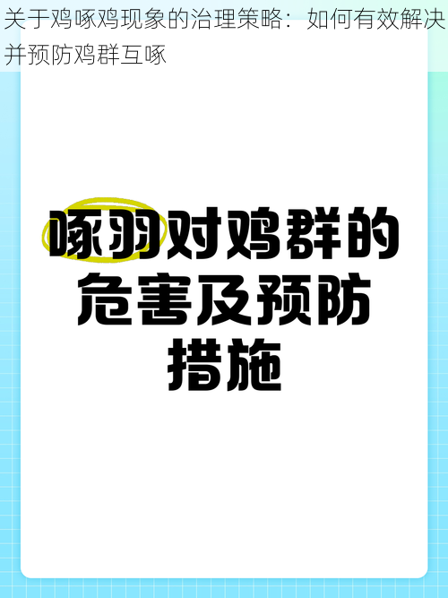 关于鸡啄鸡现象的治理策略：如何有效解决并预防鸡群互啄