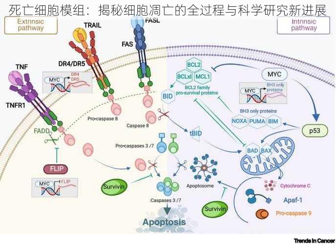 死亡细胞模组：揭秘细胞凋亡的全过程与科学研究新进展